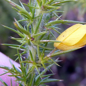 Photographie n°205126 du taxon Ulex minor Roth [1797]