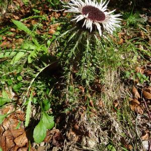 Photographie n°205133 du taxon Carlina acaulis subsp. caulescens (Lam.) Schübler & G.Martens [1834]