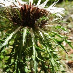 Photographie n°205135 du taxon Carlina acaulis subsp. caulescens (Lam.) Schübler & G.Martens [1834]