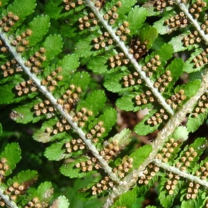  - Dryopteris affinis subsp. borreri (Newman) Fraser-Jenk. [1980]