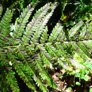  - Dryopteris affinis subsp. borreri (Newman) Fraser-Jenk. [1980]