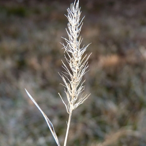 Photographie n°205151 du taxon Setaria italica subsp. viridis (L.) Thell. [1912]