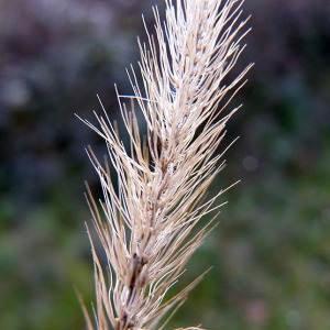 Photographie n°205158 du taxon Setaria italica subsp. viridis (L.) Thell. [1912]