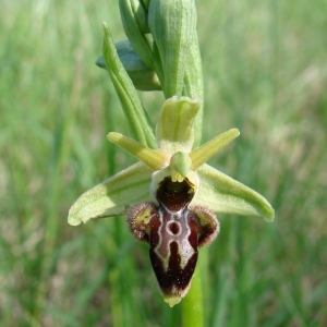 Photographie n°205182 du taxon Ophrys x nouletii E.G.Camus [1893]