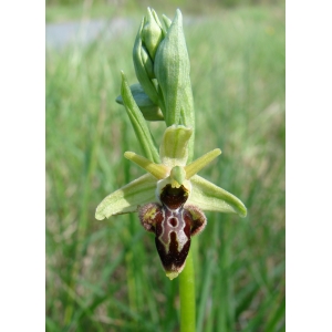 Ophrys ×nouletii E.G.Camus