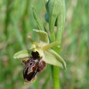 Photographie n°205183 du taxon Ophrys x nouletii E.G.Camus [1893]