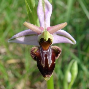  - Ophrys x nouletii E.G.Camus [1893]