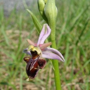  - Ophrys x nouletii E.G.Camus [1893]