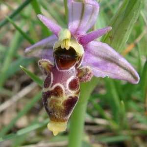 Photographie n°205188 du taxon Ophrys picta Link [1800]