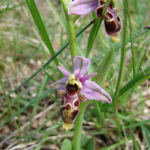 Photographie n°205189 du taxon Ophrys picta Link [1800]