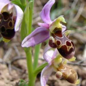  - Ophrys picta Link [1800]