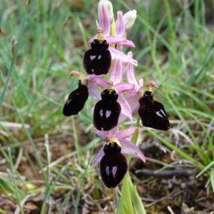  - Ophrys magniflora Melki & Geniez [1992]