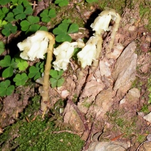  - Monotropa hypopitys subsp. hypopitys