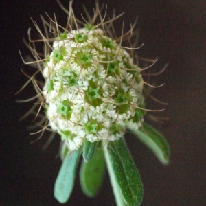 Photographie n°205222 du taxon Sixalix atropurpurea subsp. maritima (L.) Greuter & Burdet [1985]