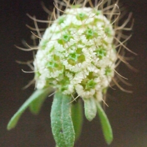 Photographie n°205224 du taxon Sixalix atropurpurea subsp. maritima (L.) Greuter & Burdet [1985]