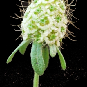 Photographie n°205225 du taxon Sixalix atropurpurea subsp. maritima (L.) Greuter & Burdet [1985]