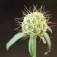  Liliane Roubaudi - Sixalix atropurpurea subsp. maritima (L.) Greuter & Burdet [1985]