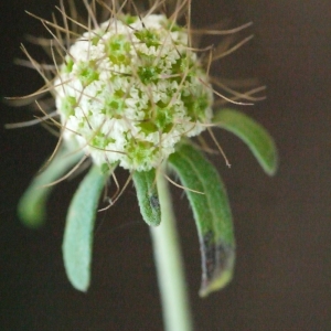 Photographie n°205227 du taxon Sixalix atropurpurea subsp. maritima (L.) Greuter & Burdet [1985]