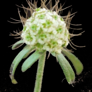 Photographie n°205229 du taxon Sixalix atropurpurea subsp. maritima (L.) Greuter & Burdet [1985]