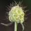  Liliane Roubaudi - Sixalix atropurpurea subsp. maritima (L.) Greuter & Burdet [1985]