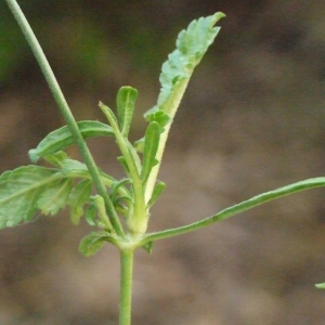 Photographie n°205234 du taxon Sixalix atropurpurea subsp. maritima (L.) Greuter & Burdet [1985]