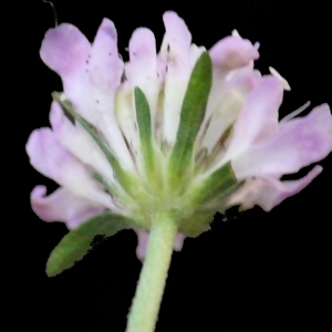 Photographie n°205235 du taxon Sixalix atropurpurea subsp. maritima (L.) Greuter & Burdet [1985]