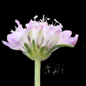 Photographie n°205237 du taxon Sixalix atropurpurea subsp. maritima (L.) Greuter & Burdet [1985]