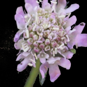 Photographie n°205238 du taxon Sixalix atropurpurea subsp. maritima (L.) Greuter & Burdet [1985]