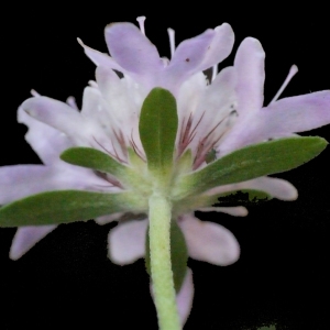 Photographie n°205243 du taxon Sixalix atropurpurea subsp. maritima (L.) Greuter & Burdet [1985]