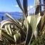  Nicolas SUBERBIELLE - Agave americana L. [1753]