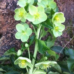 Photographie n°205270 du taxon Helleborus lividus subsp. corsicus (Briq.) P.Fourn. [1936]