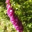  Alain Bigou - Digitalis purpurea subsp. purpurea 