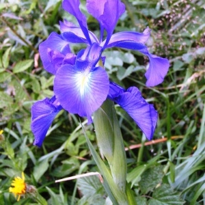 Photographie n°205277 du taxon Iris latifolia (Mill.) Voss [1895]