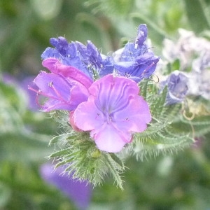 Echium plantaginoides Roem. & Schult. (Vipérine à feuilles de plantain)