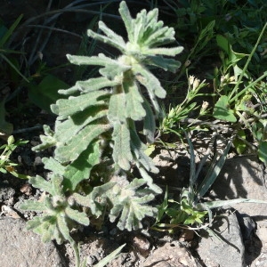 Photographie n°205287 du taxon Ajuga iva (L.) Schreb. [1773]