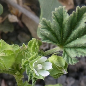 Malva obtusa Torr. & A.Gray (Mauve à petites fleurs)