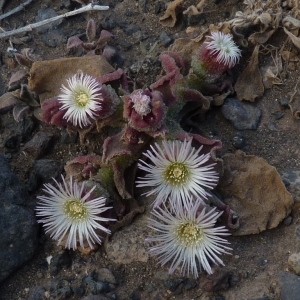 Photographie n°205306 du taxon Mesembryanthemum crystallinum L. [1753]