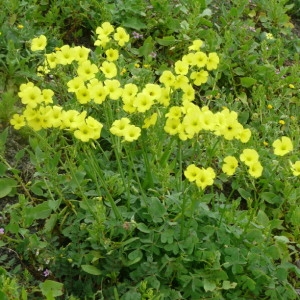 Photographie n°205312 du taxon Oxalis pes-caprae L. [1753]