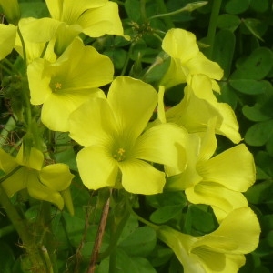 Photographie n°205313 du taxon Oxalis pes-caprae L. [1753]