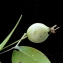  Liliane Roubaudi - Myrtus communis var. leucocarpa DC. [1828]