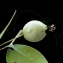  Liliane Roubaudi - Myrtus communis var. leucocarpa DC. [1828]