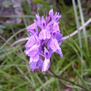  - Dactylorhiza maculata subsp. maculata