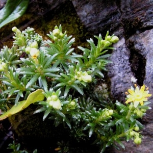 Photographie n°205375 du taxon Saxifraga aizoides L. [1753]