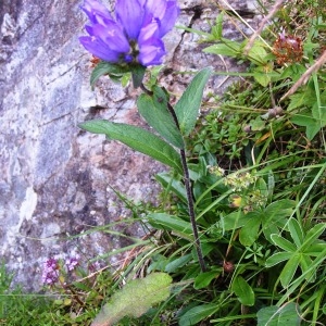 Photographie n°205379 du taxon Campanula glomerata subsp. glomerata