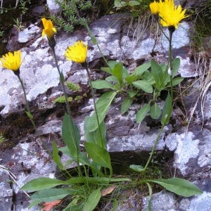 Photographie n°205387 du taxon Hieracium cerinthoides L. [1753]