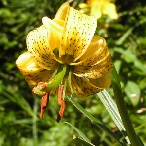 Photographie n°205394 du taxon Lilium pyrenaicum Gouan