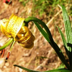 Photographie n°205395 du taxon Lilium pyrenaicum Gouan