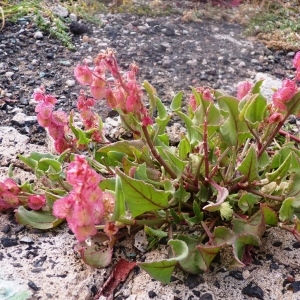  - Rumex vesicarius L. [1753]