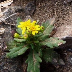 Photographie n°205401 du taxon Senecio leucanthemifolius subsp. leucanthemifolius