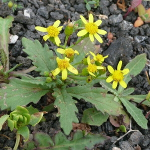 Photographie n°205402 du taxon Senecio leucanthemifolius subsp. leucanthemifolius